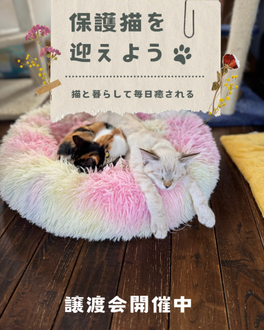 保護猫譲渡会