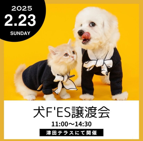 犬Fés 保護犬猫の譲渡会