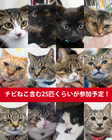 チビねこ含む25匹くらい★みよし市