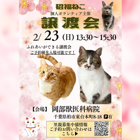 千葉県柏市😸保護猫譲渡会 