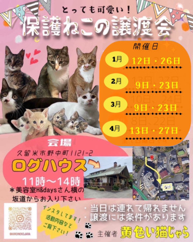 福岡県久留米市　猫の譲渡会