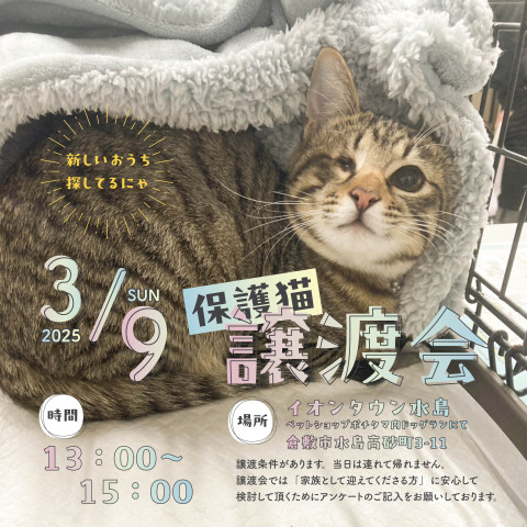 保護猫譲渡会（予約不要）