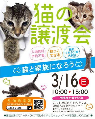 中猫成猫20匹～30匹♪みよし市