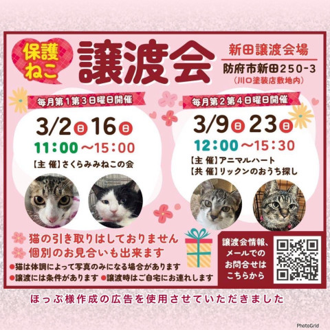 保護ねこ譲渡会