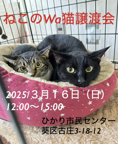 ねこのWa譲渡会　静岡市葵区