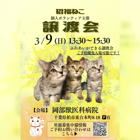 柏市:招福ねこ譲渡会