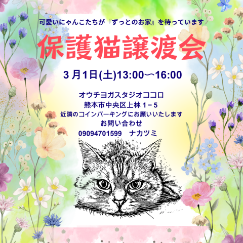 保護猫譲渡会3/1(土)