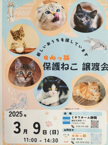 ミサワホーム静岡in日向っ猫譲渡会