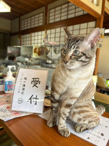 in名古屋市☆保護猫達をオウチに迎えよう☆2025年3月9日（日）～ 非営利団体「ちーむ にゃいんず」