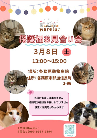 保護猫譲渡会