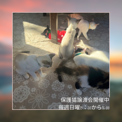 保護猫譲渡会