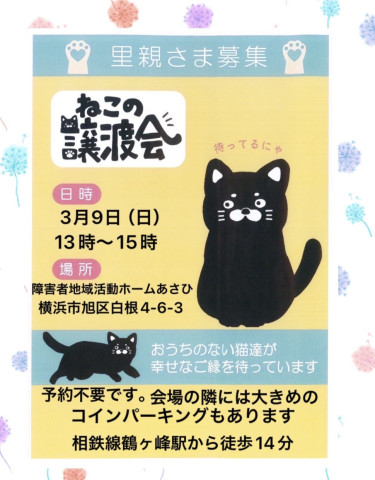 保護猫譲渡会in横浜市旭区