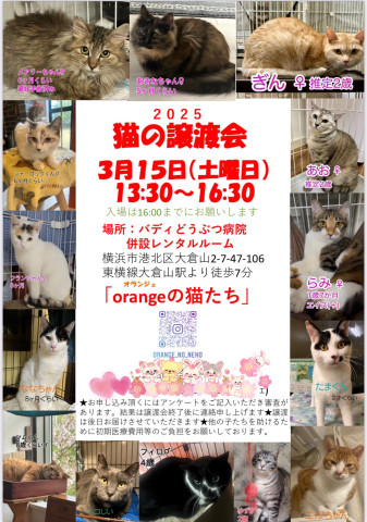 orangeの猫たちin横浜大倉山