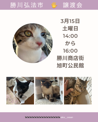 弘法市　🖐️    譲渡会