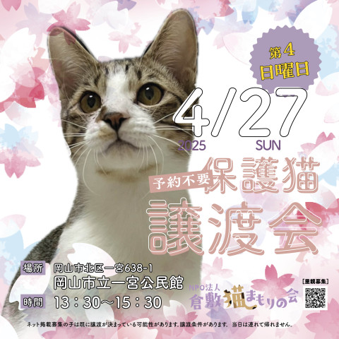 保護猫譲渡会（予約不要）