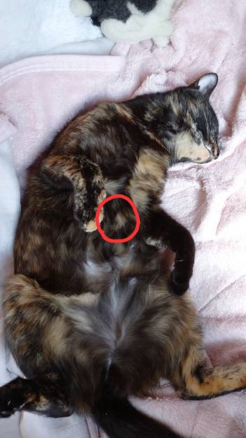猫 病気 ケガ 腫瘍 胸の間に柔らかい腫瘍 ネコジルシ