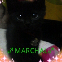 MARCHAL♂