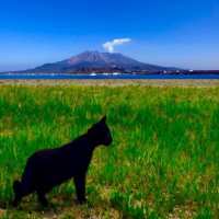 こむぎ