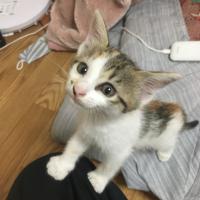 保護ねこ