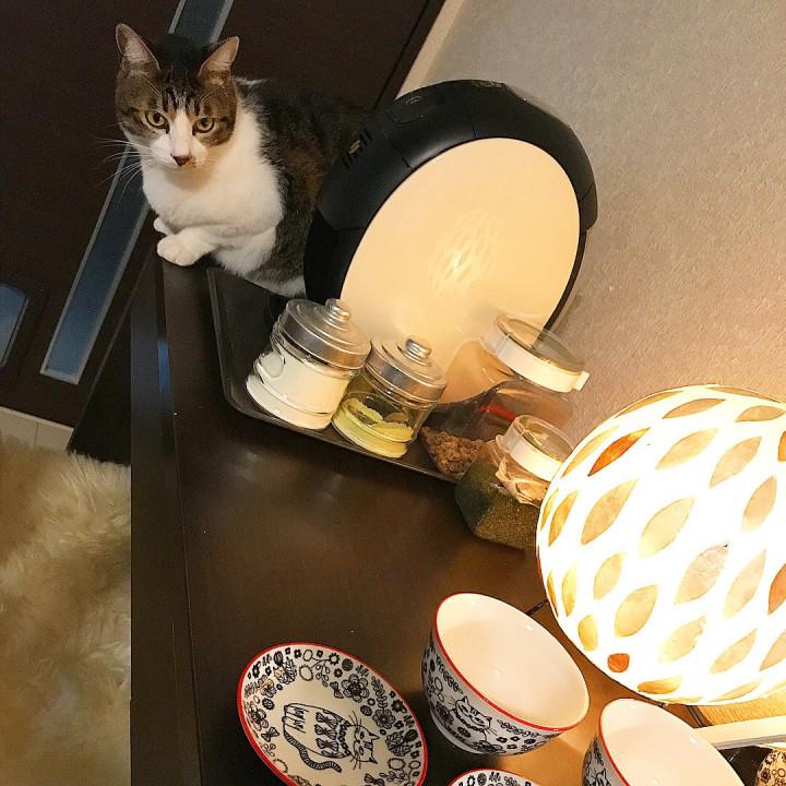 ✨素敵な🐈猫柄食器に出逢いました❤︎ - まかまか110さんの猫ブログ 