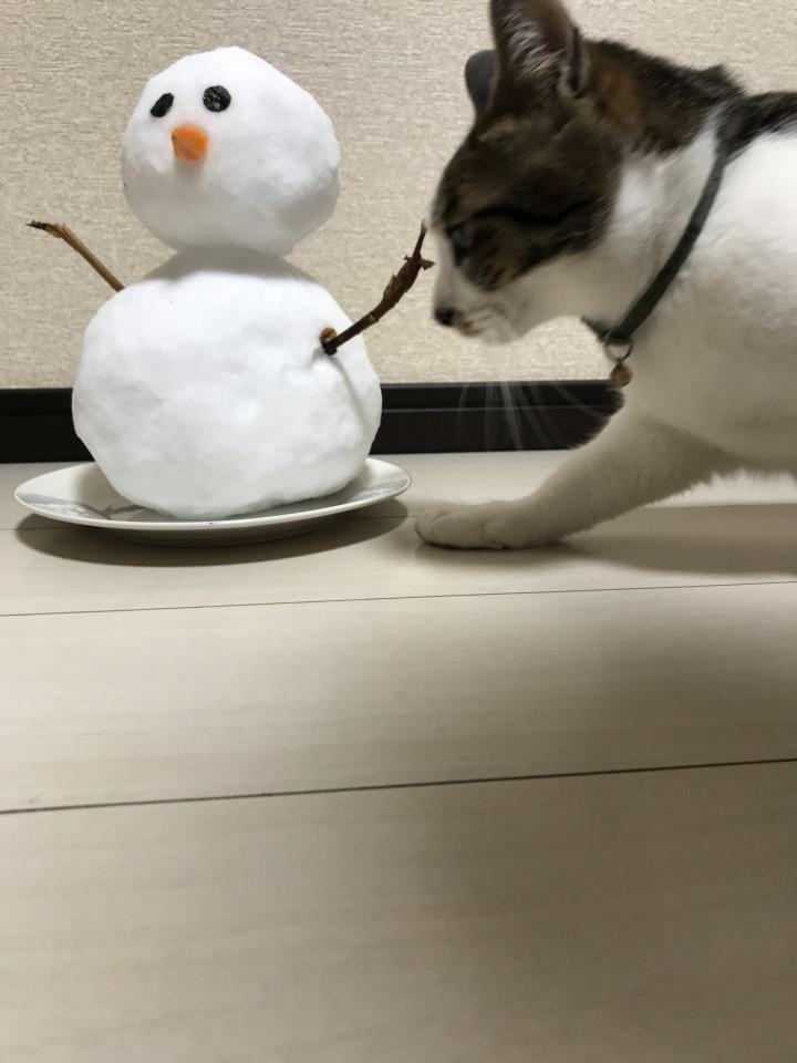 ❄️雪だるまつくろう〜⛄️ - まかまか110さんの猫日記