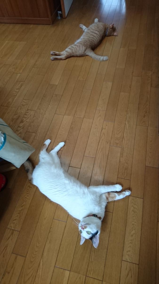 ぐったり じゅんたさんの猫ブログ ネコジルシ