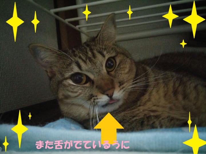 舌出し寝ぼけのうに フランダーさんの猫ブログ ネコジルシ