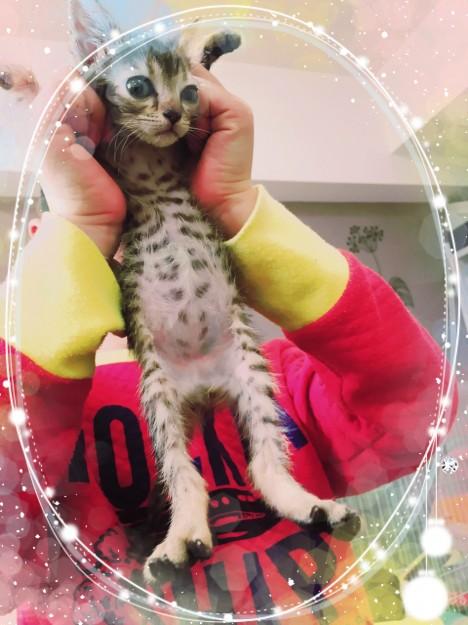 下痢ぎみ 4日目 みつみつさんの猫ブログ ネコジルシ