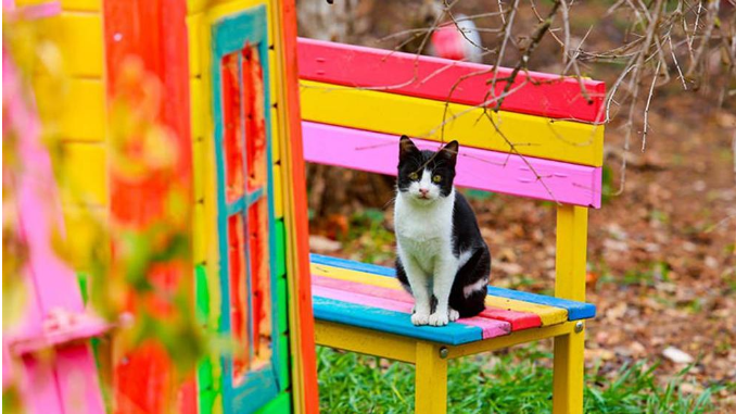 トルコ 動物に優しい国 でも Gattinaさんの猫ブログ ネコジルシ