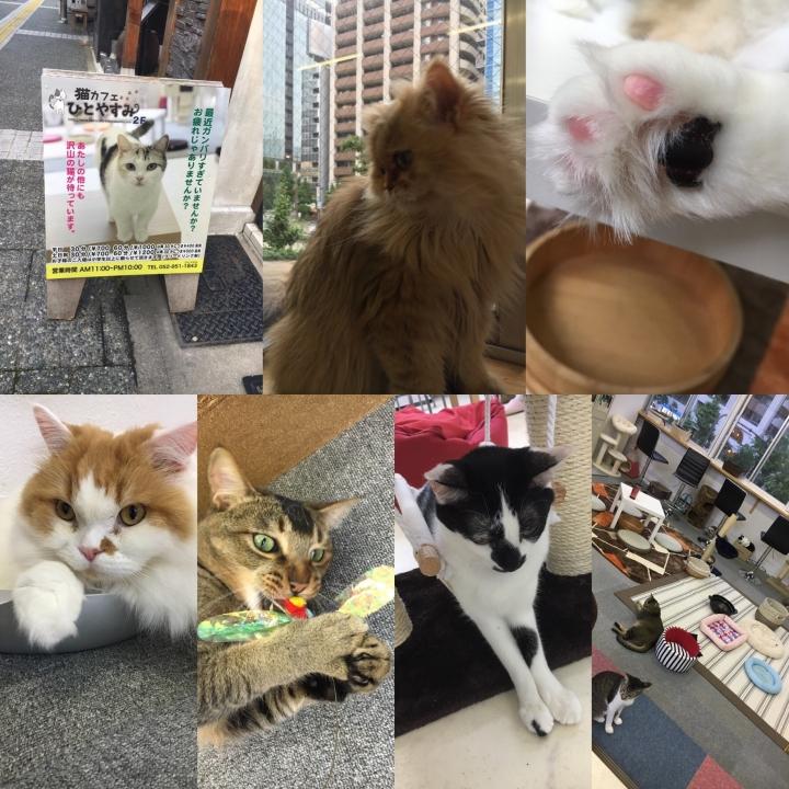 ねこカフェ 探索 保護ネコカフェ開業のために Zeromiuuさんの猫ブログ ネコジルシ