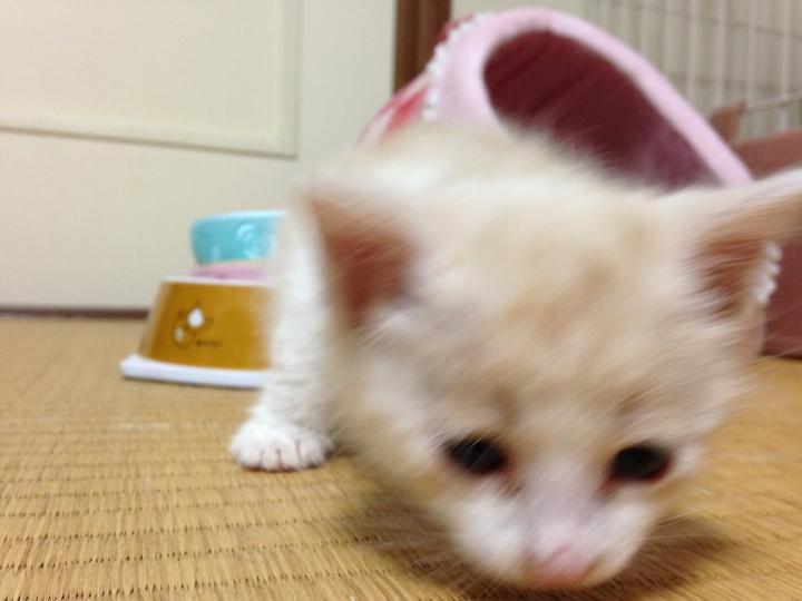 子猫、飼い始めました。 - のらりくらりさんの猫ブログ - ネコジルシ