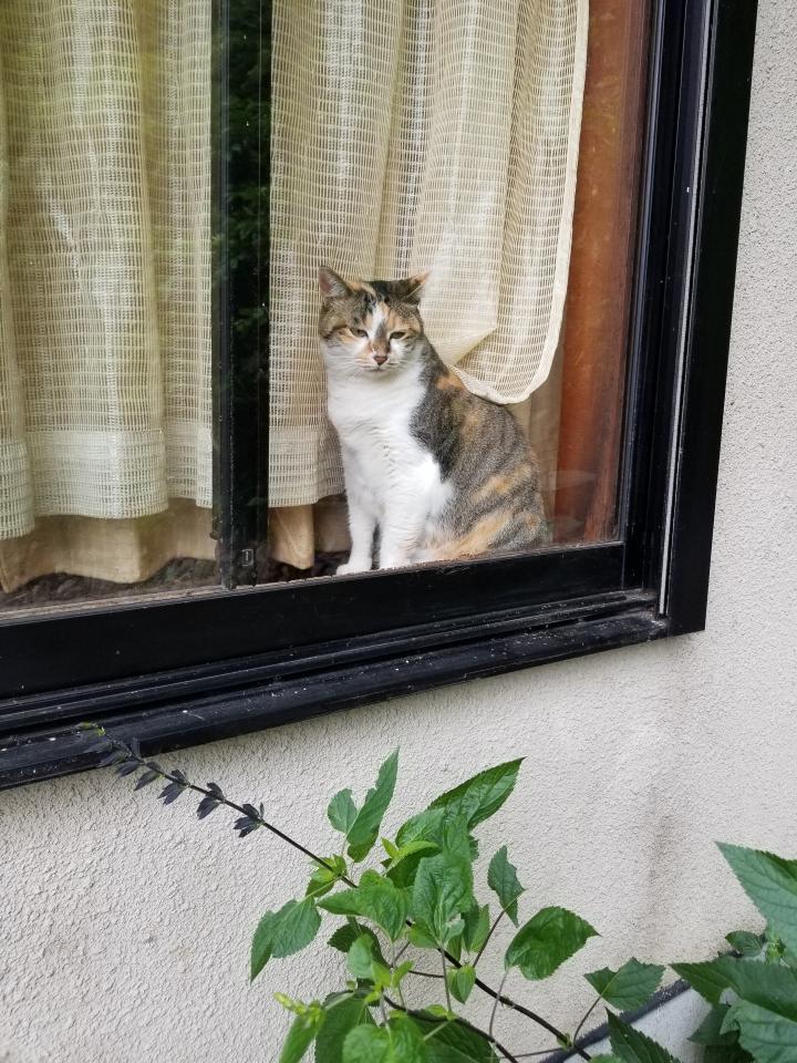 秋めいてきた今日この頃 ポンコモンさんの猫ブログ ネコジルシ