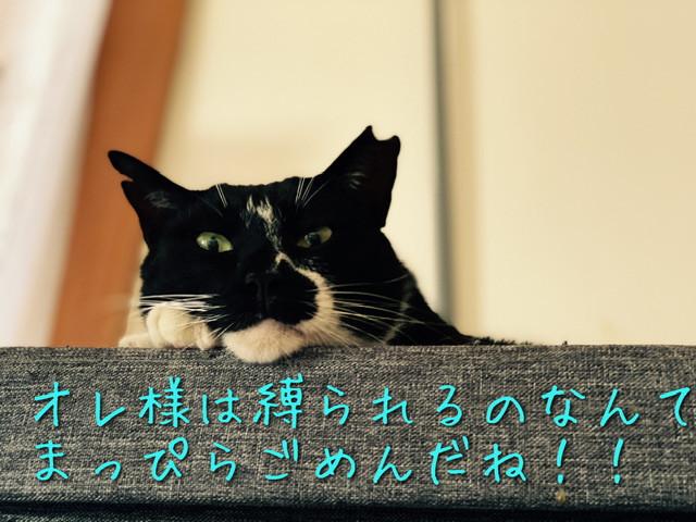 猫様の首輪も進化したもんだ - あずもちさんの猫日記