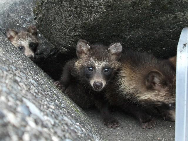 野良猫の餌を横取りする子狸たち シルジ コネさんの猫ブログ ネコジルシ