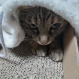吉川美代子さんの飼い猫ゲンさんに寄せて Genchiさんの猫ブログ ネコジルシ