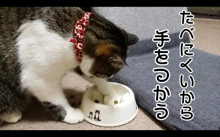 ねこのきもち付録 くわしく