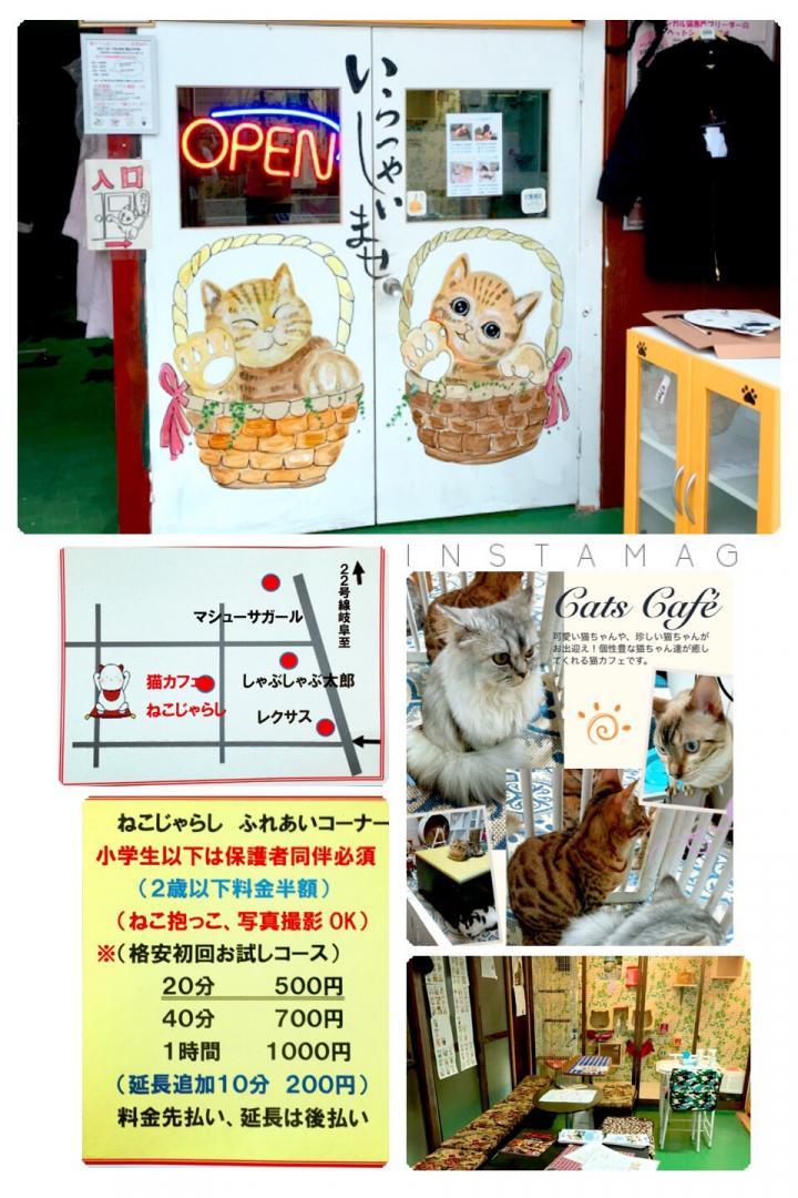 愛知県一宮市猫カフェねこじゃらし 猫カフェねこじゃらしさんの猫ブログ ネコジルシ