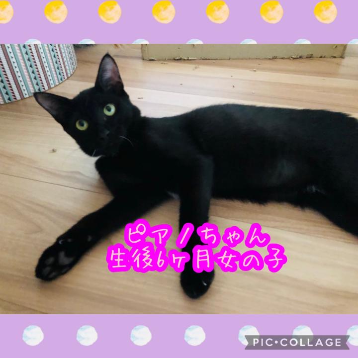 可愛い黒猫ピアノちゃん そいあずさんの猫ブログ ネコジルシ