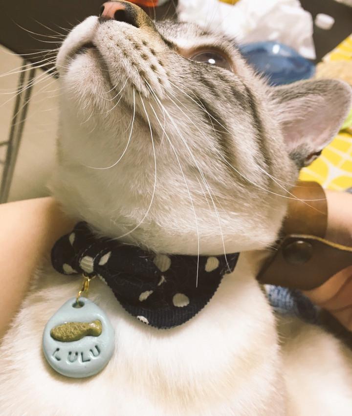 脱走防止にオーダーメイドの首輪 Muumuuさんの猫ブログ ネコジルシ