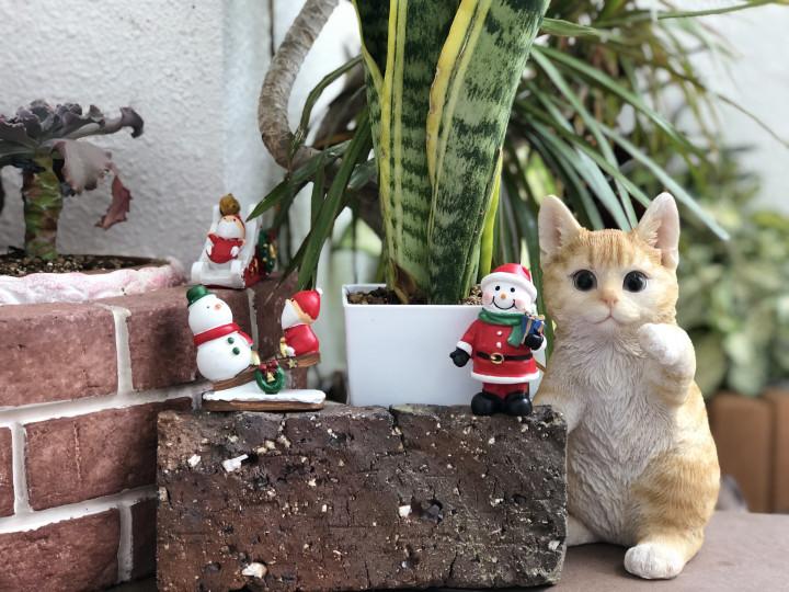 小さなクリスマス 龍馬さんの猫ブログ ネコジルシ