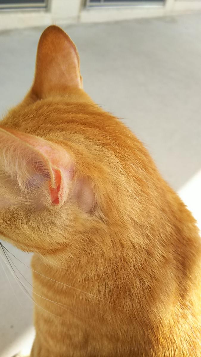 レン 耳の後ろがハゲる ねこロンダさんの猫ブログ ネコジルシ