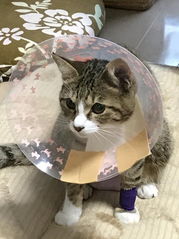 先天性心疾患のメル・・避妊手術終了☆*:. - ゆせなチャッピーさんの猫 