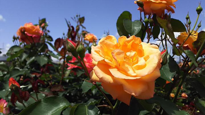 君の名は 母の日にはバラの花 いちごおばさんさんの猫ブログ ネコジルシ