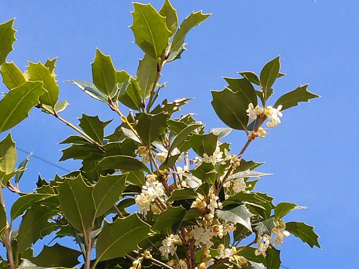 幸せの肉球 柊の花 いちごおばさんさんの猫ブログ ネコジルシ