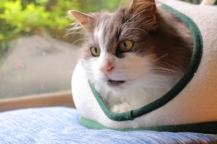 夏へむけての支度 🌼 - ラキシアさんの猫日記