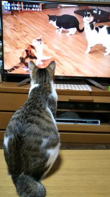 まるはテレビ好き こみっくまさんの猫ブログ ネコジルシ