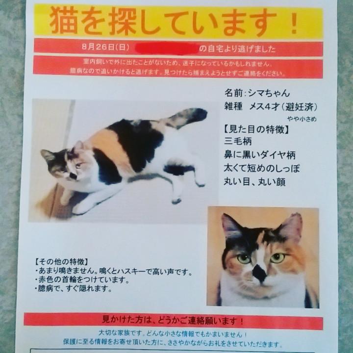 脱走 ビビり猫の捕まえ方 鷹子さんの猫ブログ ネコジルシ