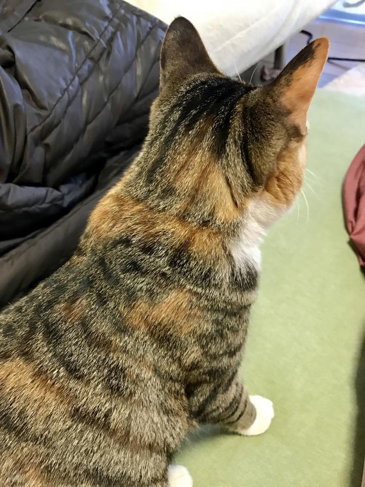 くびれが Yumiーさんの猫ブログ ネコジルシ