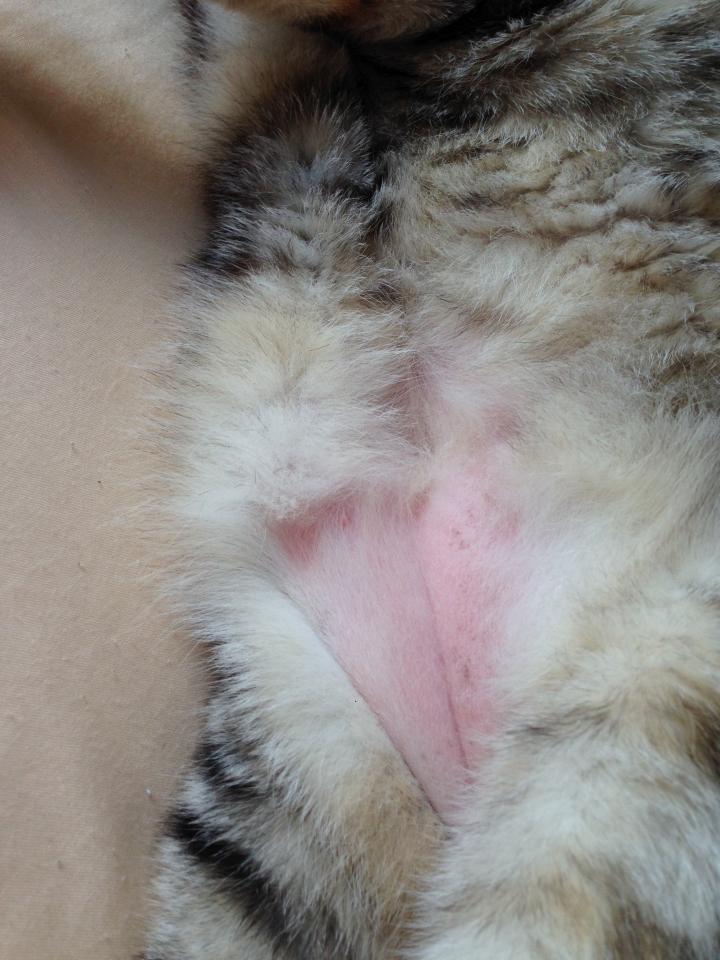 お腹のハゲ事件 Mameeeさんの猫ブログ ネコジルシ
