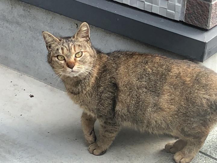 つらい選択 ネコが７ひきさんの猫ブログ ネコジルシ